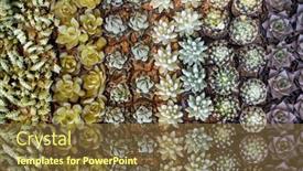  Presentation with succulent - Theme featuring miniature-succulent-plants-succulent-cactus background and a tawny brown colored foreground