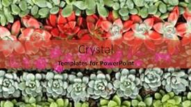  Presentation with succulent - Slide set with miniature-succulent-plants-succulent-cactus background and a  colored foreground