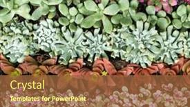  Presentation with succulent - PPT theme consisting of miniature-succulent-plants-succulent-cactus background and a tawny brown colored foreground