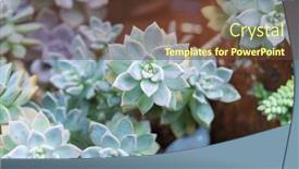  Presentation with succulent - Presentation with miniature-succulent-plants-succulent-cactus background and a  colored foreground