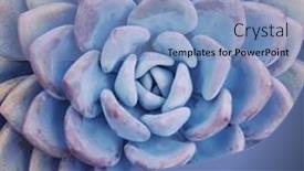  Presentation with succulent - Theme with miniature-succulent-plants-succulent-cactus background and a light blue colored foreground
