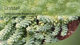  Presentation with succulent - Slides having miniature-succulent-plants-succulent-cactus background and a  colored foreground
