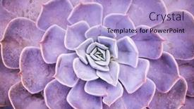  Presentation with succulent - Slides having miniature-succulent-plants-succulent-cactus background and a light blue colored foreground