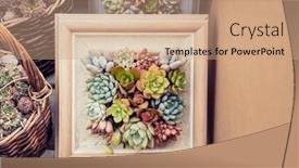  Presentation with succulent - PPT theme having miniature-succulent-plants-with-wooden background and a coral colored foreground