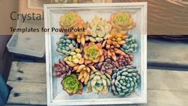  Presentation with succulent - PPT theme with miniature-succulent-plants-with-wooden background and a coral colored foreground