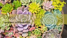  Presentation with succulent - Colorful slide deck enhanced with miniature-succulent-plants backdrop and a yellow colored foreground