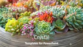  Presentation with succulent - PPT layouts enhanced with miniature-succulent-plants background and a gray colored foreground