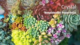  Presentation with succulent - PPT theme consisting of miniature-succulent-plants background and a tawny brown colored foreground