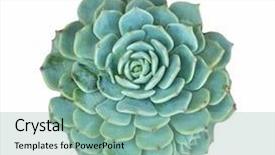  Presentation with succulent - Audience pleasing PPT layouts consisting of miniature succulent plants backdrop and a seafoam green colored foreground
