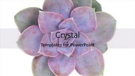  Presentation with succulent - Slide deck featuring roof agriculture - miniature succulent plants background and a light blue colored foreground