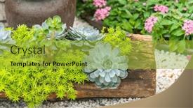  Presentation with succulent - PPT theme featuring miniature-succulent-plants background and a yellow colored foreground