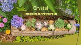  Presentation with succulent - Theme with miniature-succulent-plants background and a  colored foreground