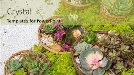  Presentation with succulent - Presentation theme featuring miniature-succulent-plants background and a  colored foreground