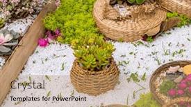  Presentation with succulent - Presentation design consisting of miniature-succulent-plants background and a  colored foreground