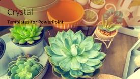  Presentation with succulent - Slide set enhanced with miniature-succulent-plants and a red colored foreground