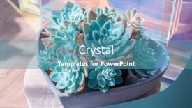  Presentation with succulent - Presentation theme consisting of miniature-succulent-plants and a teal colored foreground