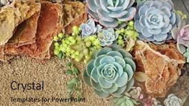  Presentation with gardens - Cool new theme with miniature succulent plants backdrop and a coral colored foreground