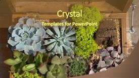  Presentation with succulent - PPT theme having miniature succulent plants background and a tawny brown colored foreground