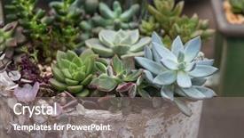  Presentation with succulent - Presentation design having roof agriculture - miniature succulent plants background and a gray colored foreground