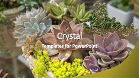  Presentation with succulent - Cool new slide set with container garden - miniature succulent plants backdrop and a coral colored foreground