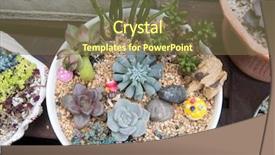  Presentation with succulent - Slide deck enhanced with miniature succulent plants background and a tawny brown colored foreground
