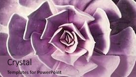  Presentation with succulent - PPT theme consisting of roof agriculture - miniature succulent plants background and a coral colored foreground