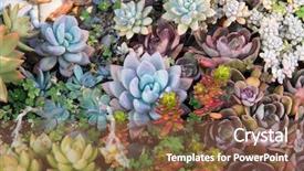  Presentation with plants - Slide set enhanced with miniature succulent plants background and a tawny brown colored foreground