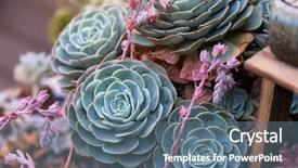  Presentation with succulent borders - Cool new slide set with roof agriculture - miniature succulent plants backdrop and a ocean colored foreground