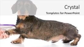  Presentation with dachshund - Slide set featuring miniature wirehaired dachshund being groomed on white background background and a white colored foreground