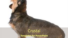  Presentation with terrarium miniature botanical horticulture grow - Theme enhanced with miniature wirehaired dachshund looking up on white background background and a violet colored foreground