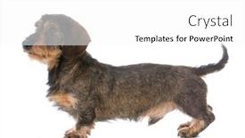  Presentation with dachshund - PPT theme with miniature-wirehaired-dachshund-standing background and a white colored foreground