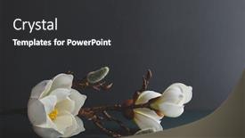  Presentation with greeting card - Presentation theme enhanced with minimal-still-life-with-branch background and a dark gray colored foreground