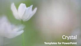  Presentation with white fragility - Colorful slide set enhanced with minimalism in soft focus purity backdrop and a violet colored foreground