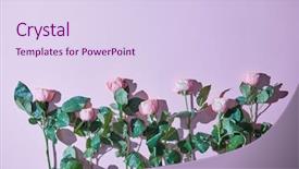  Presentation with purple wedding - Beautiful presentation theme featuring minimalistic composition of pink roses backdrop and a sky blue colored foreground