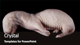  Presentation with medical embryo - PPT theme featuring mink embryo isolated on black background and a wine colored foreground