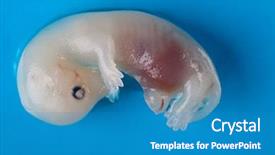  Presentation with medical embryo - Audience pleasing presentation theme consisting of mink embryo isolated on blue backdrop and a teal colored foreground