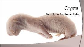  Presentation with medical embryo - Slides having mink embryo isolated background and a white colored foreground