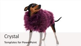  Presentation with pink white - Audience pleasing slides consisting of minning - cute fashion little dog backdrop and a white colored foreground