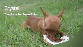  Presentation with coconut - Slide set featuring minning - cute ginger little dog eating background and a seafoam green colored foreground