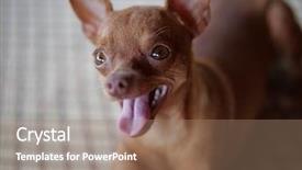  Presentation with ginger and oil - PPT theme having minning - cute ginger mini pinsche rlaying background and a coral colored foreground