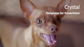  Presentation with standing out in the crowd - Presentation design having minning - cute ginger mini pinsche standing background and a  colored foreground