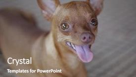  Presentation with cute nursing anime - Audience pleasing slide set consisting of minning - cute ginger mini pinscher laying backdrop and a violet colored foreground