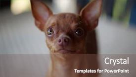  Presentation with mini power plant - Presentation theme featuring minning - cute ginger mini pinscher laying background and a tawny brown colored foreground