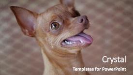  Presentation with ginger - Audience pleasing presentation design consisting of minning - cute ginger mini pinscher sitting backdrop and a  colored foreground