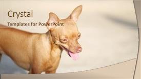  Presentation with standing out in the crowd - Beautiful presentation design featuring minning - cute ginger mini pinscher standing backdrop and a  colored foreground