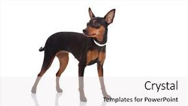  Presentation with cute - Presentation theme consisting of minning - cute miniature pincher posing background and a white colored foreground