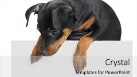  Presentation with empty old paper feather - PPT theme enhanced with minning - dog hold empty paper isolated background and a light gray colored foreground