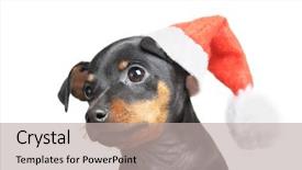  Presentation with brown sugar isolated on white - Cool new presentation theme with minning - dog in santa hat isolated backdrop and a light gray colored foreground