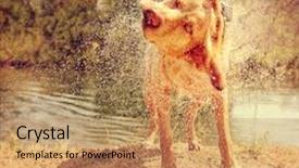  Presentation with war dog - PPT layouts enhanced with minning - dog shaking off water background and a coral colored foreground