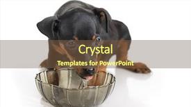  Presentation with persian miniature - Slide set consisting of minning - miniature pinscher puppy drinkong isolated background and a tawny brown colored foreground